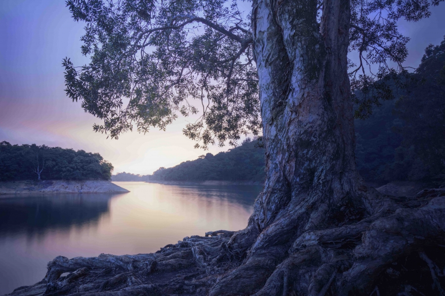 Shing Mun Reservoir - Landscape 4 Image