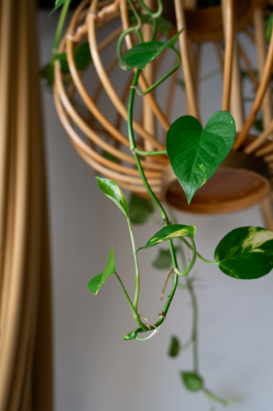Seven indoor plants that will spruce up the feng shui of your home golden pothos Image