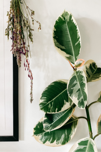 Seven indoor plants that will spruce up the feng shui of your home rubber fig Image