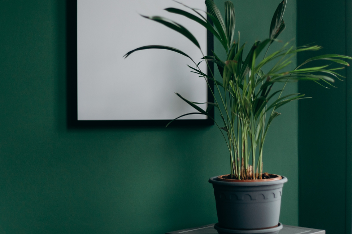 gafencu Seven indoor plants that will spruce up the feng shui of your home bamboo Image