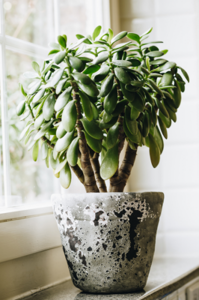 gafencu Seven indoor plants that will spruce up the feng shui of your home jade Image