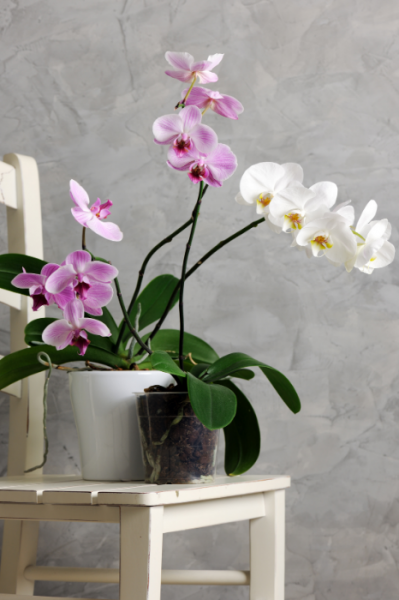 gafencu Seven indoor plants that will spruce up the feng shui of your home orchid Image