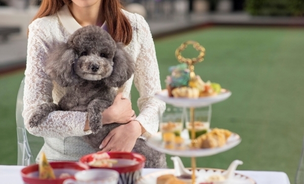 Treat your canine companion to afternoon tea at Hotel Sav
