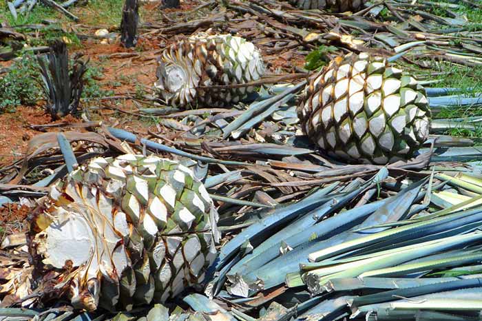 Agave stems are the basis for all mezcal spirits