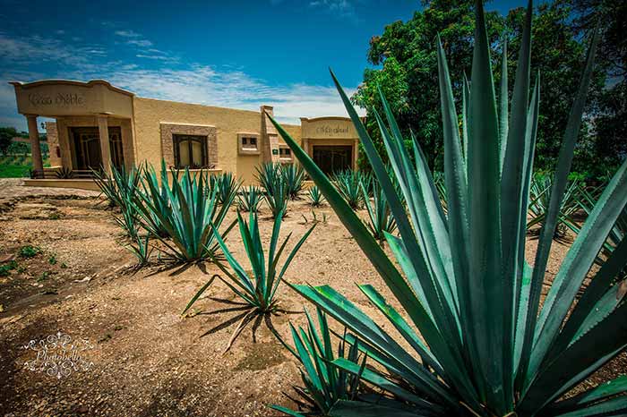 Tequila is made solely from blue agave plants