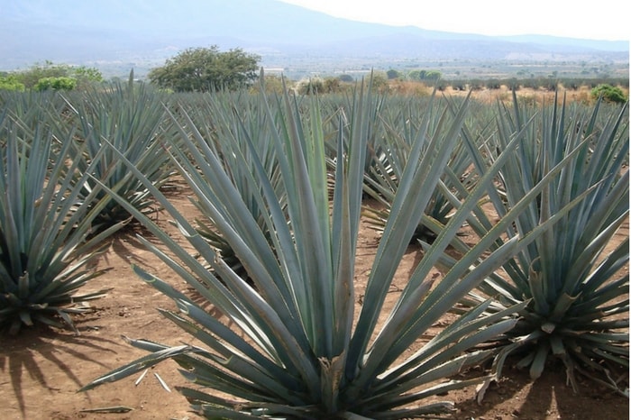 Mezcals are made by fermenting different species of agave
