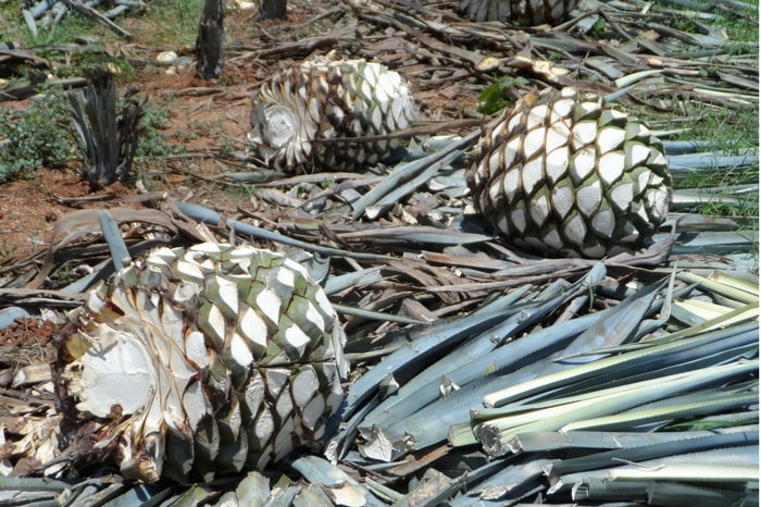 Mezcals are made from agave pinas