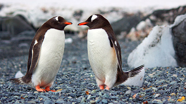 Cold Warring: The battle to own Antarctica has already begun