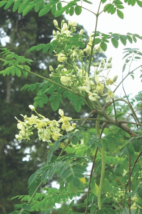 The moringa plant is native to India and regions of Africa