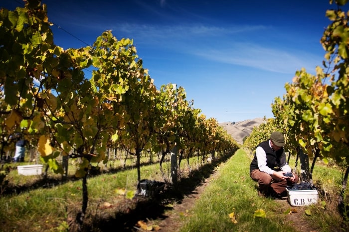 Passion and hard work are the driving factors behind the success of Cloudy Bay wines