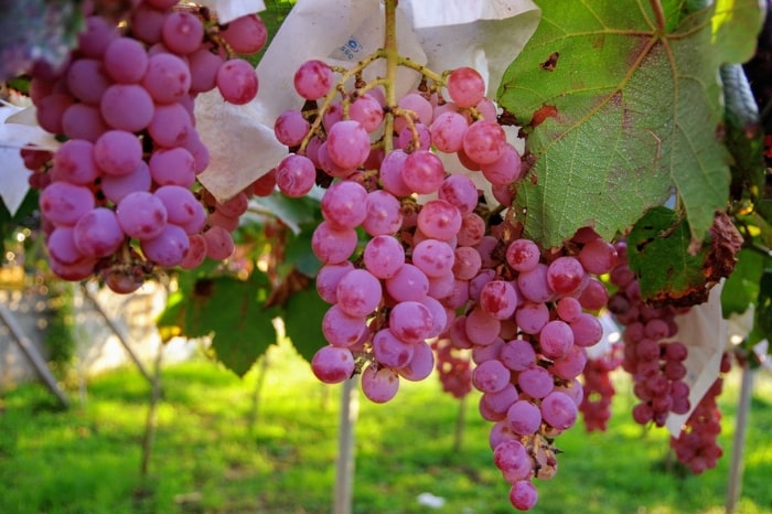 Unusual winemaking areas - Japan's Koshu pink grape varietal