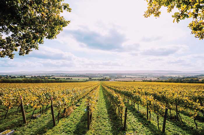 Global warming has caused England's southern coast to become viable for British sparkling wine making