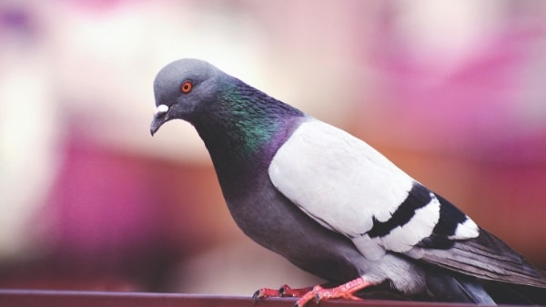 High Flier: Unusually prized Belgian pigeon fetches US$1.4 million