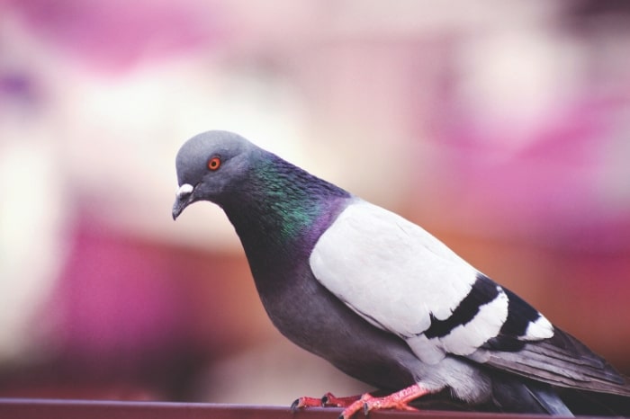 Belgian pigeon sells for US$1.4 million