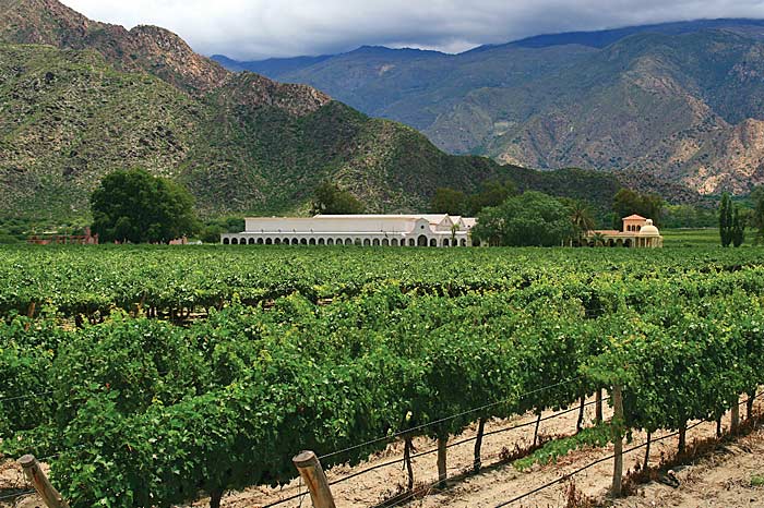 Spanish Tempranillo 6