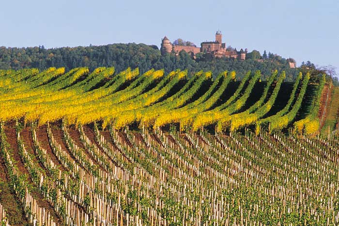 Alsace wines 1