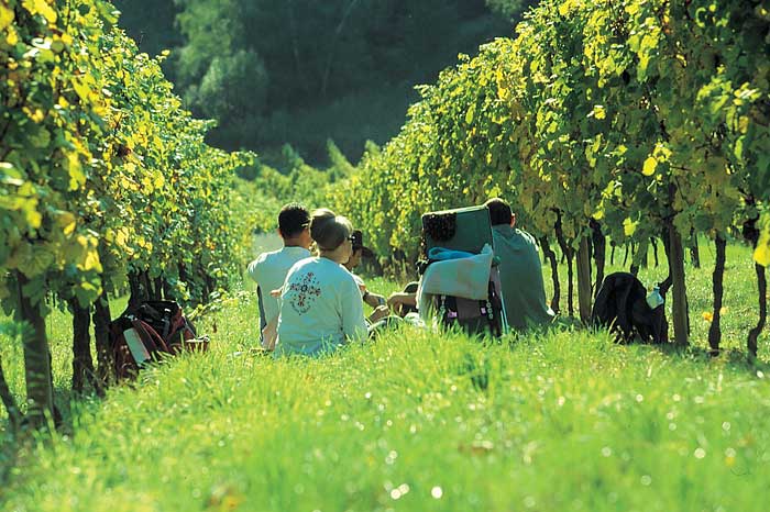 Alsace wines 5