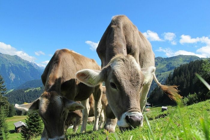 What A Wonderful European Beef raises awareness for European beef