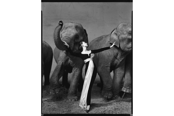 gafencu world photography day richard avedon dovima with elephants eveningdress by dior