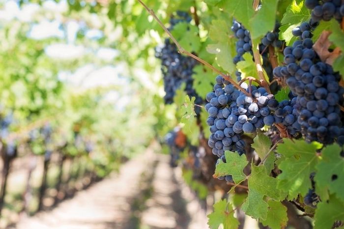 Why sustainable wines are worth pouring over gafencu wine growing vineyard