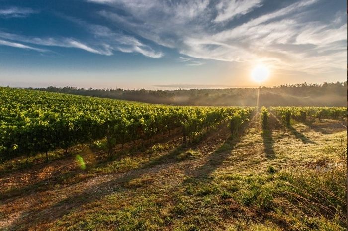 Why sustainable wines are worth pouring over gafencu wine vineyard