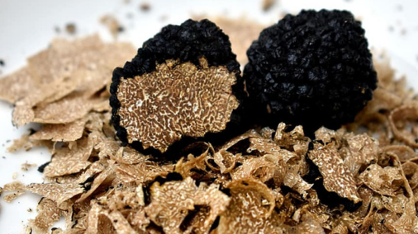 why truffles are so expenive white truffle season gafencu magazine feature