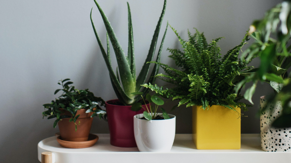 Seven indoor plants to improve the feng shui in your home