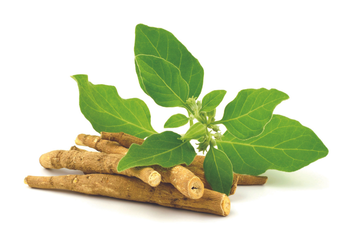 Ashwagandha Adaptogen What you need to know about these herbal mushroom supplements health wellbeing wellness gafencu