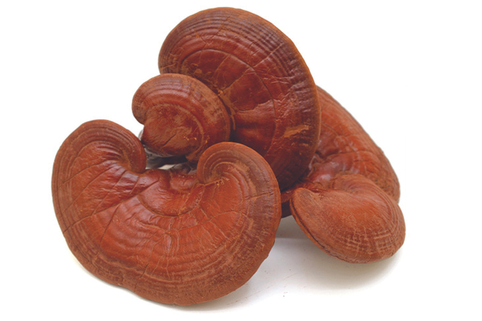 Reishi ganoderma Adaptogen What you need to know about these herbal mushroom supplements health wellbeing wellness gafencu