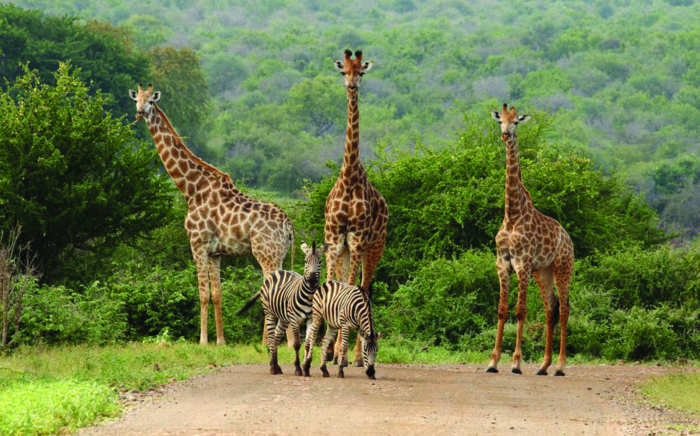 South african safari- famed for game reserves and the big five