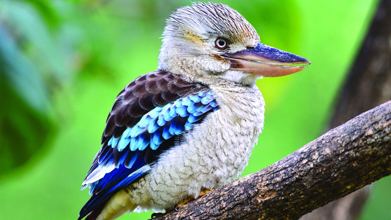 Crocadu: Kakadu is rich in wildlife and aboriginal cultural history