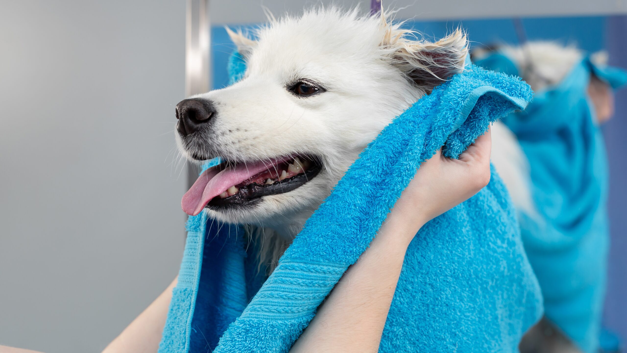 Pet Stops: Grooming salons for furred creatures accustomed to a lap of luxury