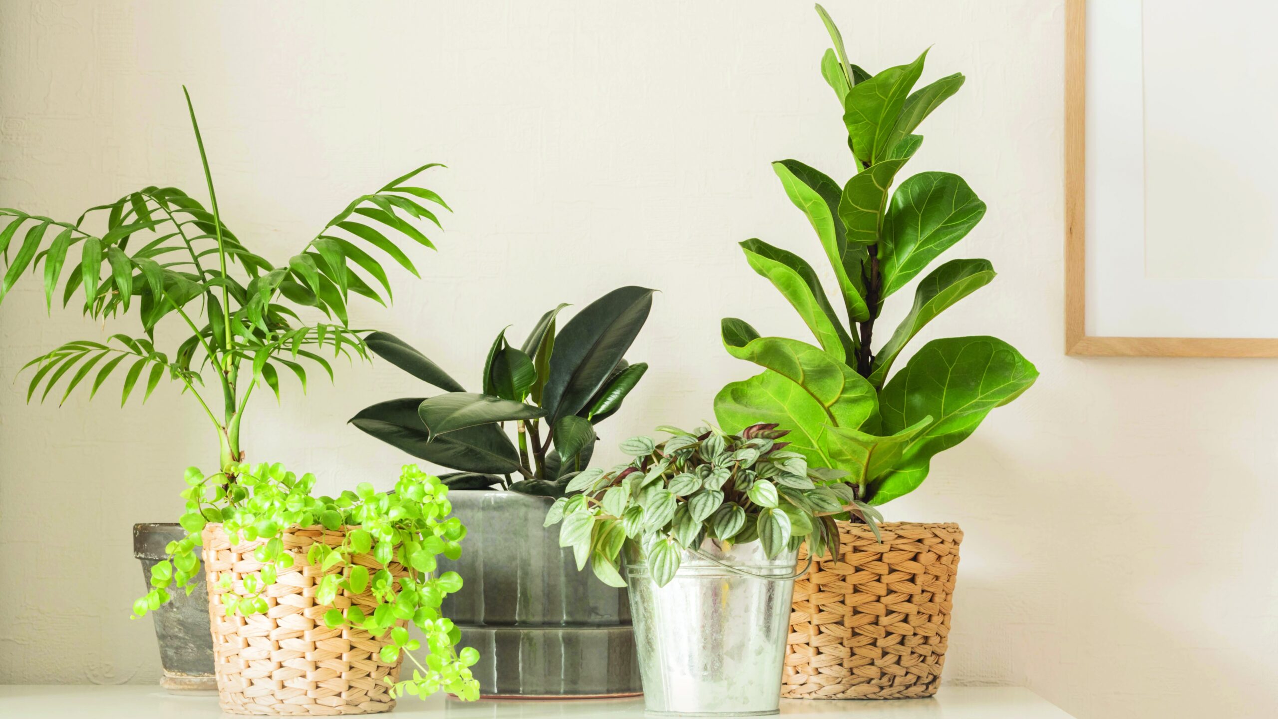 Plant Parenthood Made Simple: Apps for Keeping Your Plants Healthy