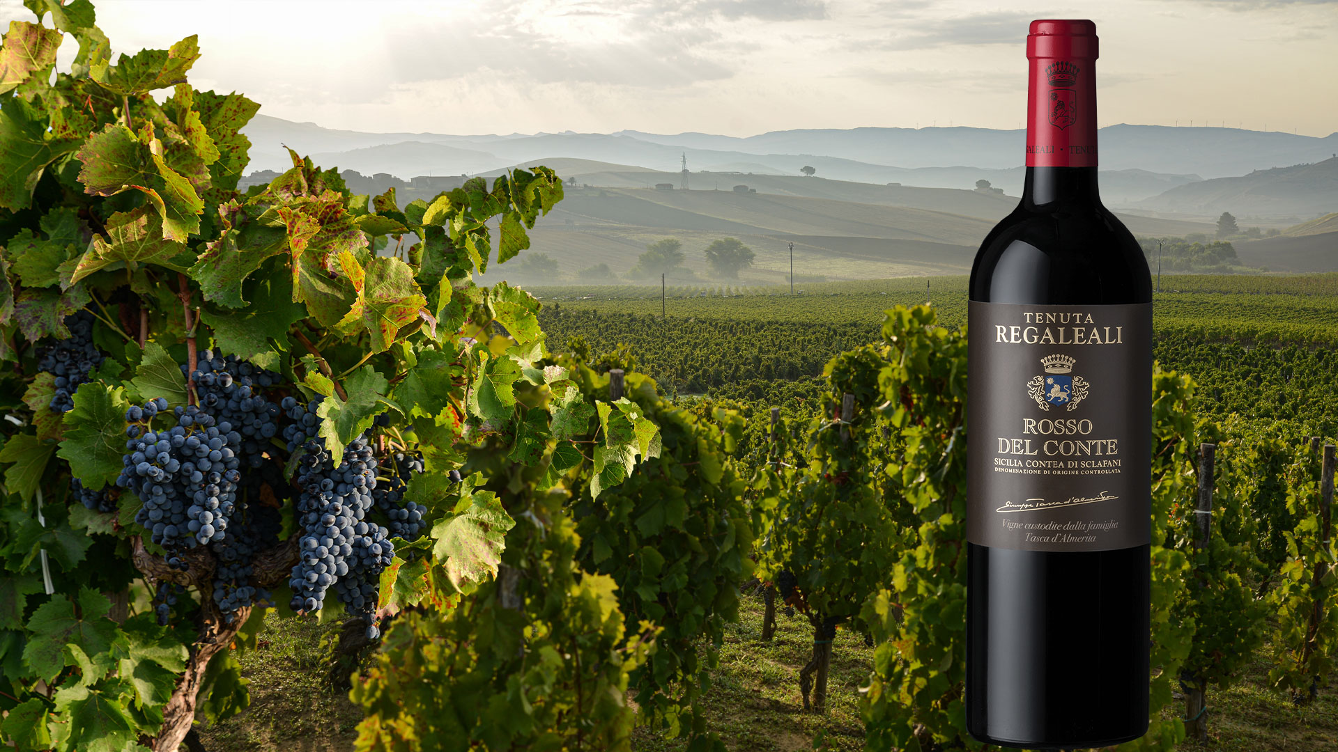 Super Sicilian: Springing from vineyards aplenty, Sicily’s splendid indigenous grapes are setting the wine world alight